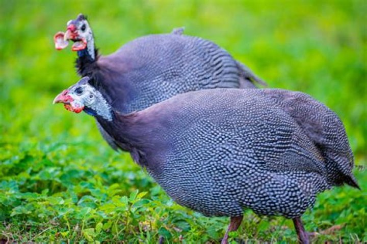 Are guineas aggressive?