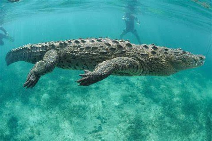 Are there crocodiles at Dingo Beach?