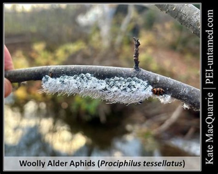 Are woolly aphids harmful?