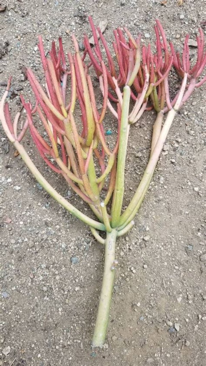 Can a Firestick be rooted?