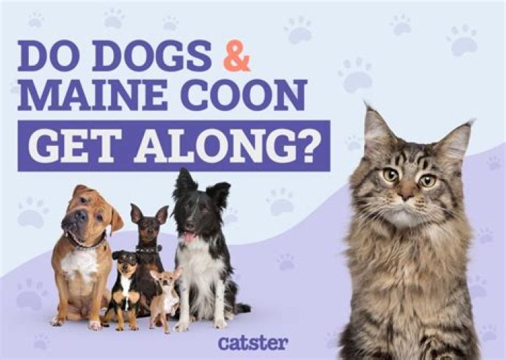Can kittens play with dogs?