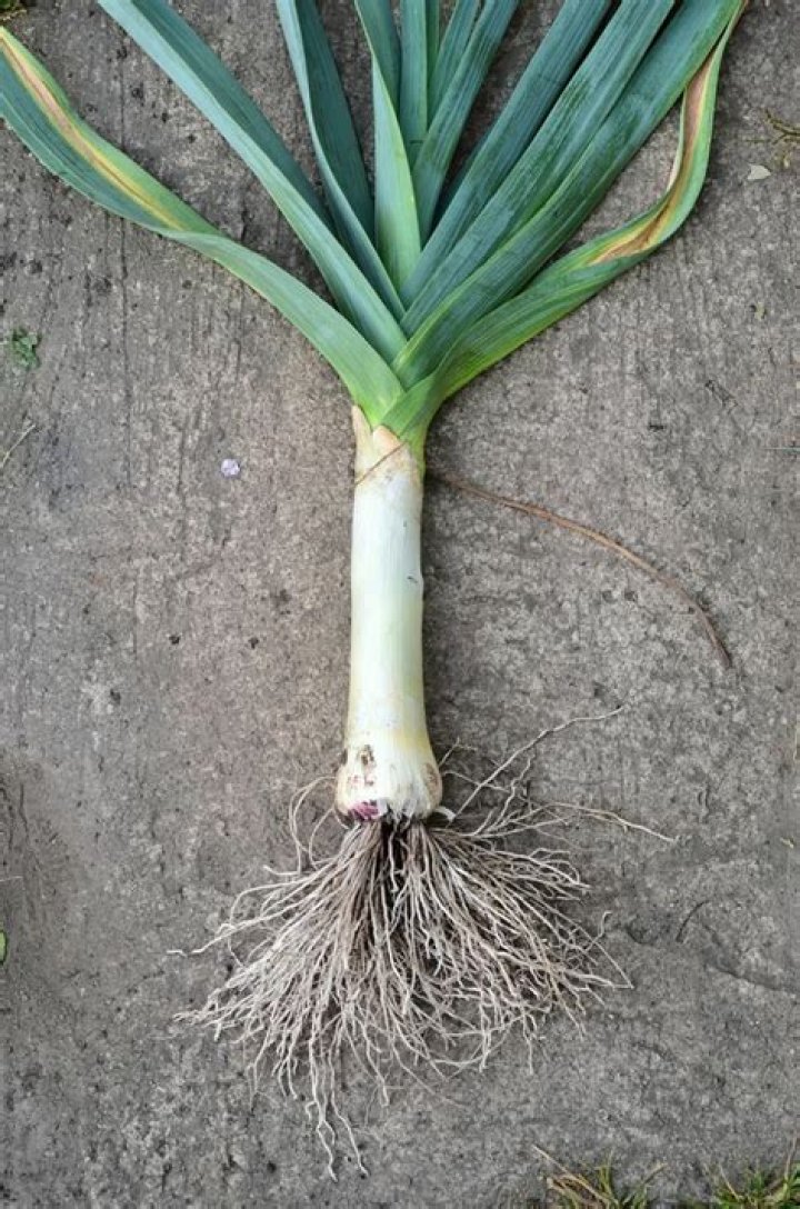 Can leeks be transplanted?