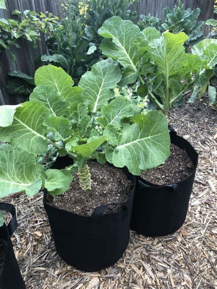 Can you eat tree collards?