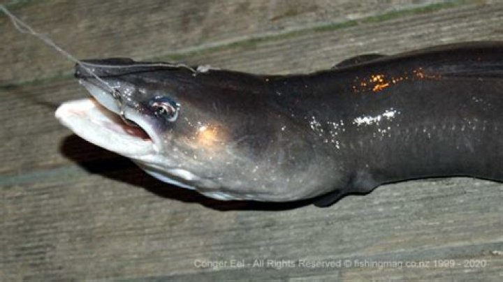 Do conger eels have teeth?