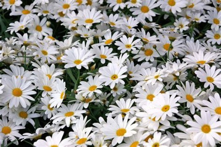 Do Dahlberg daisies come back every year?
