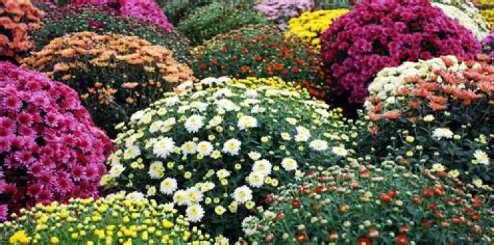 Do mums need full sun?