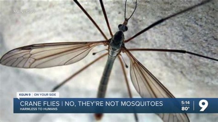 Do red crane flies bite or sting?