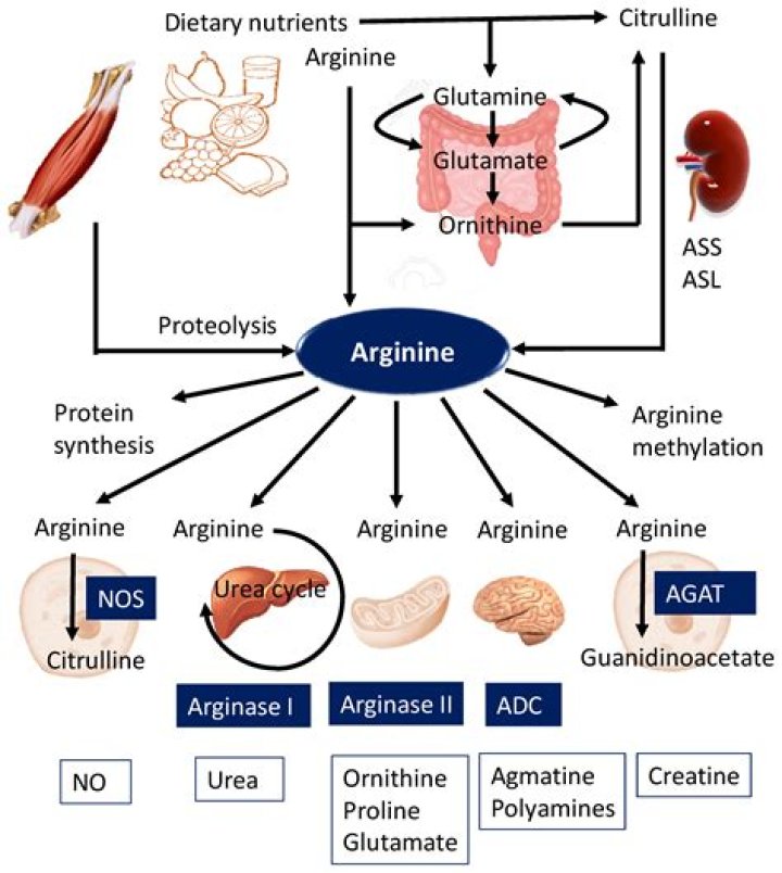 Does arginine increase glutamate?