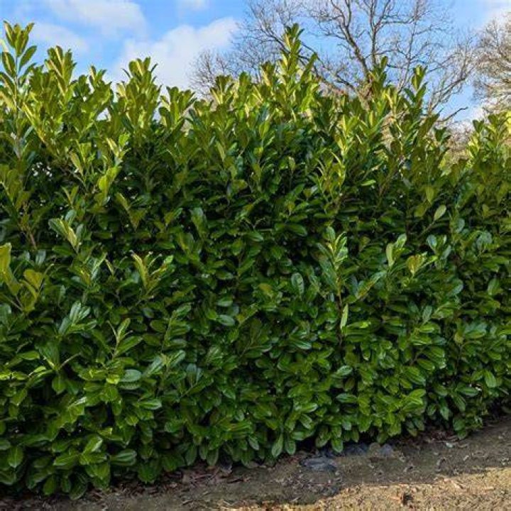 Does bay laurel make a good hedge?