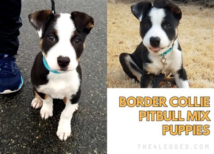 How big do border collie pitbull mixes get?