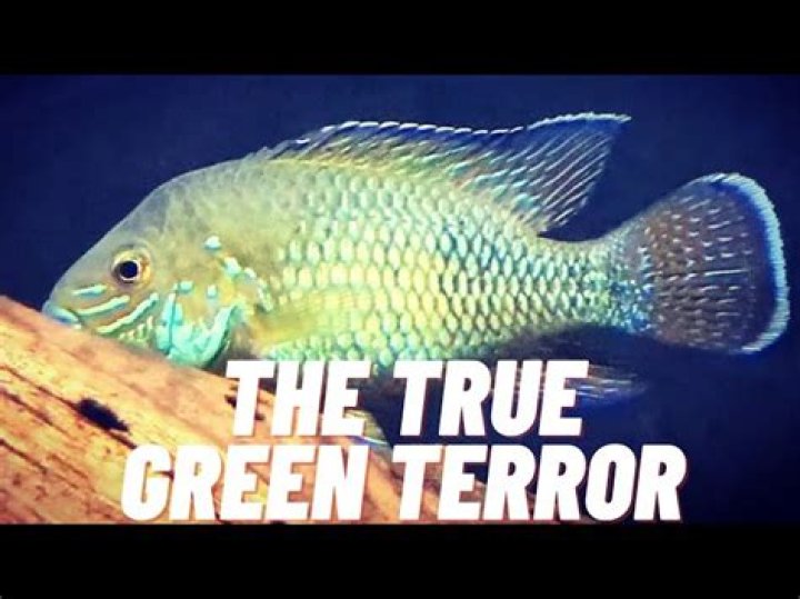 How big does a Green Terror fish get?