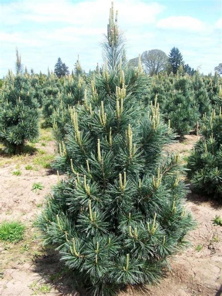 How big does a vanderwolf pine get?
