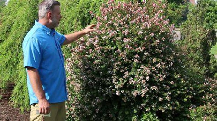 How big does abelia get?