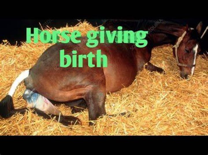 How do horses deliver their babies?