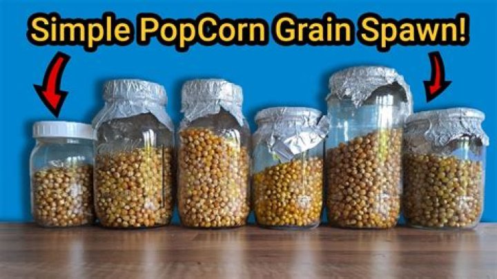 How do I make grain popcorn spawn?