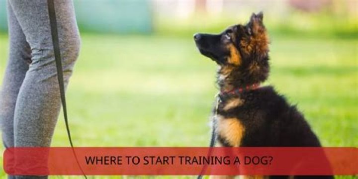 How do I start training my dog for shaping?