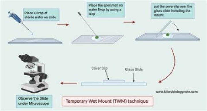 How do you do a wet mount on a microscope?