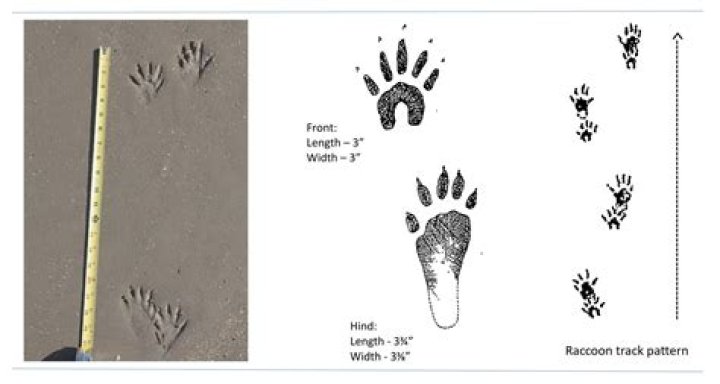 How do you identify racoon tracks?