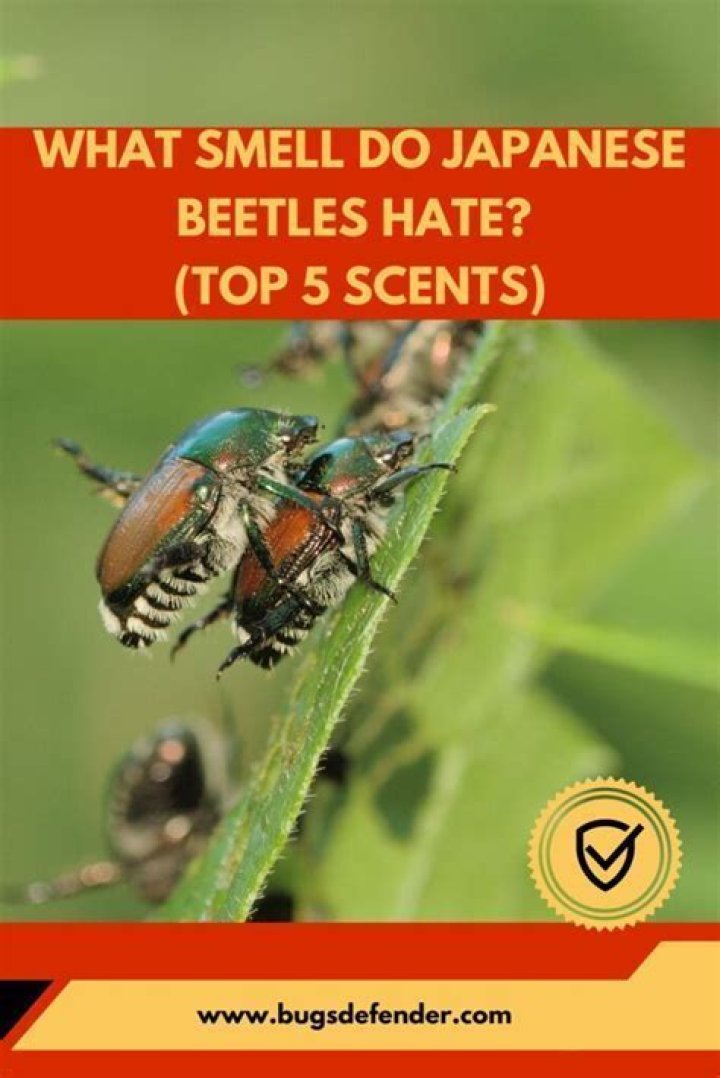 How do you keep pine beetles away?