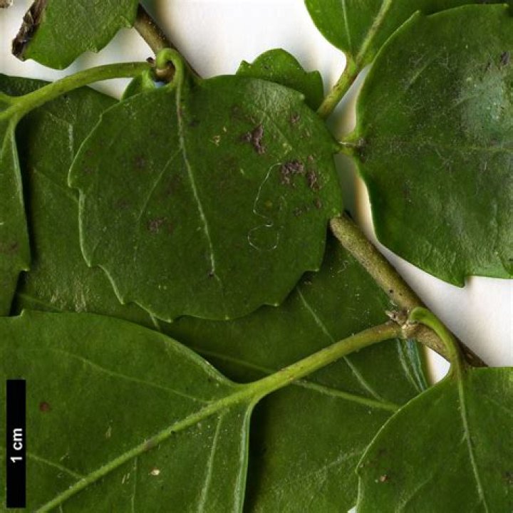 How do you prune Azara serrata?