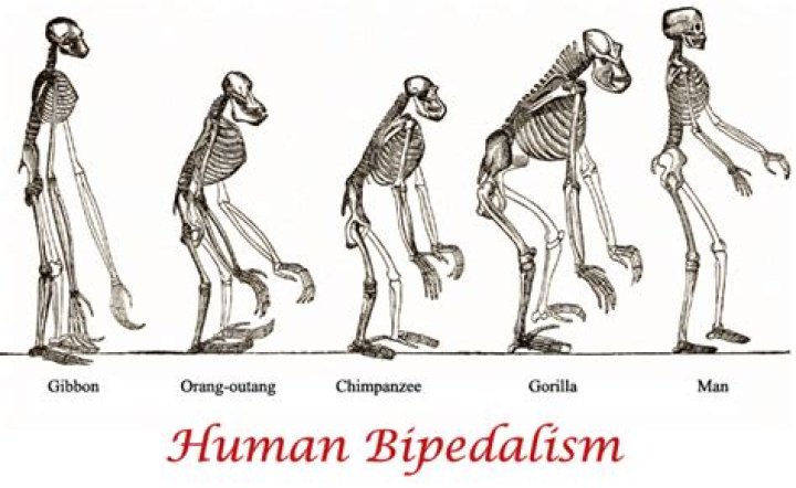 How does Bipedalism make us human?