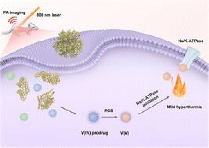 How does vanadate inhibit ATPase?