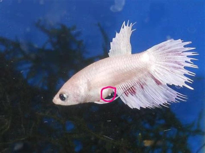 How long does a female betta carry eggs?