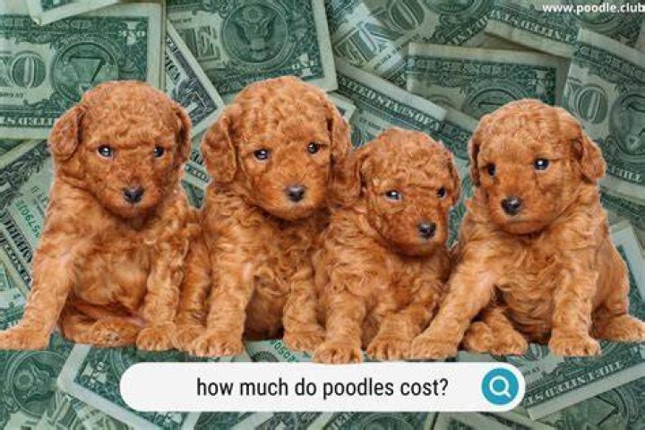 How much does a show Poodle cost?