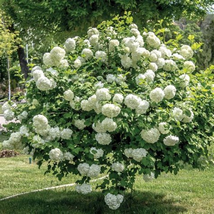 How much does a snowball bush cost?