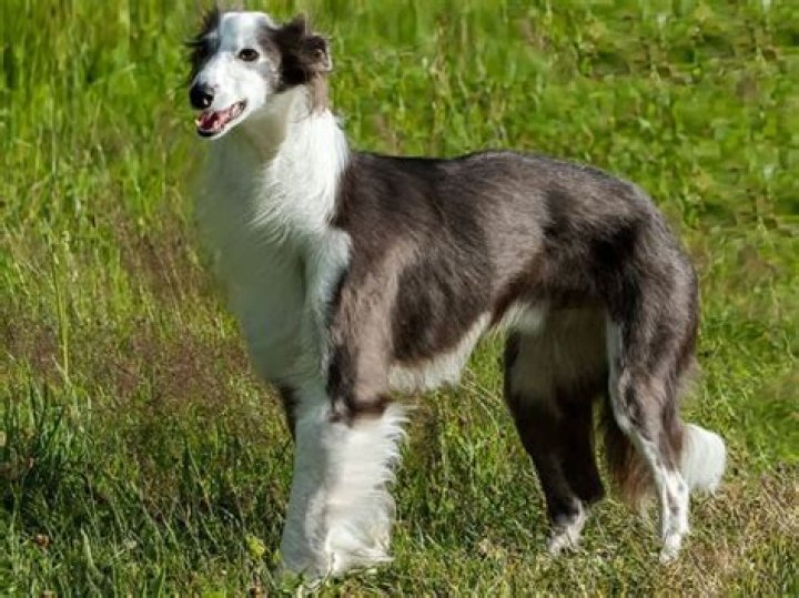 How much is a Silken Windhound?