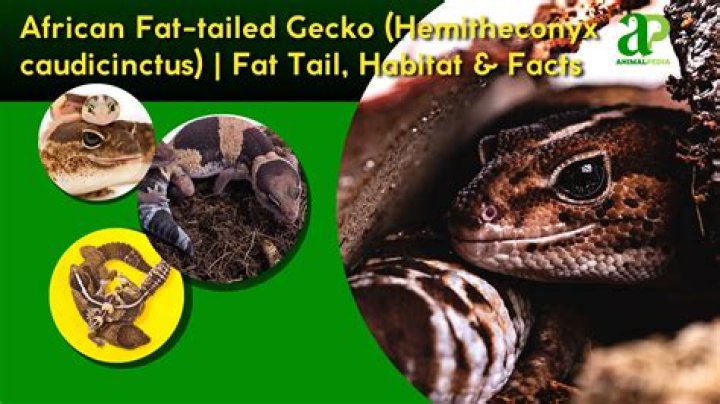 How often do fat tailed geckos eat?