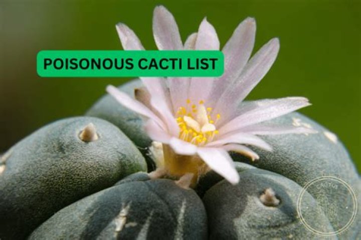 Is a grafted cactus poisonous?