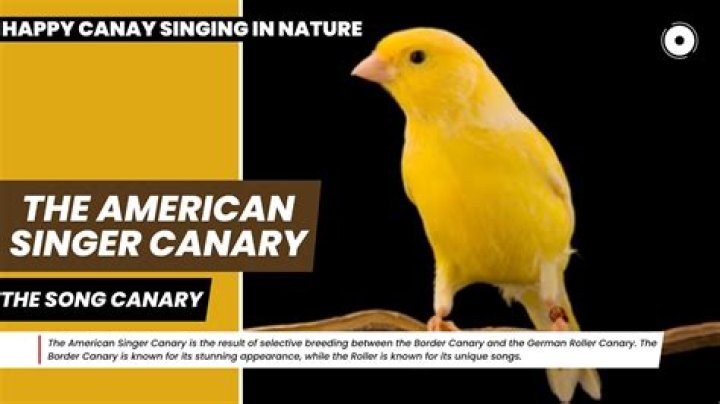 Is a singing canary happy?
