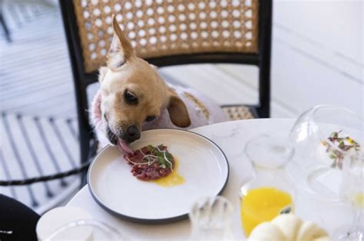 Is dog tasting good?