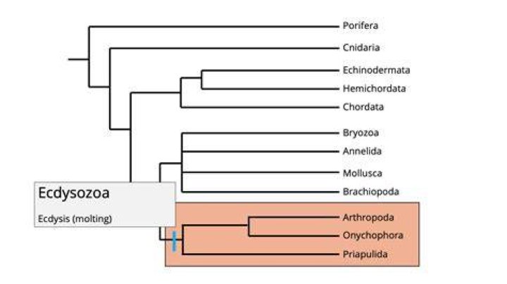 Is ecdysozoa a clade?
