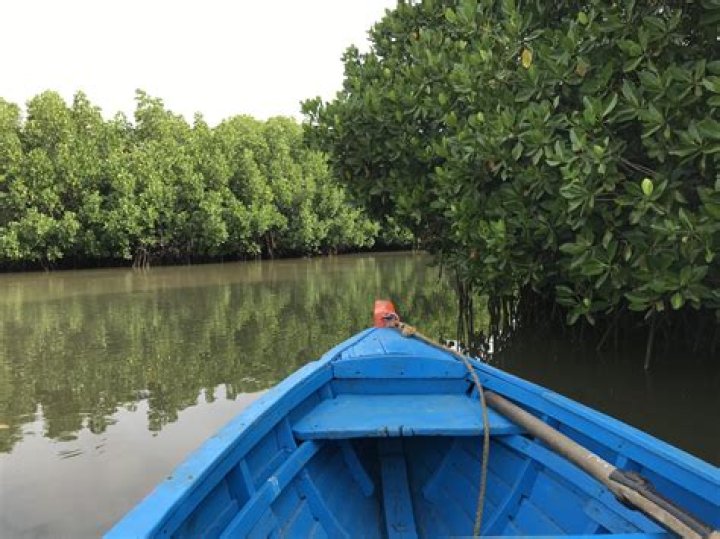 Is Pichavaram open?