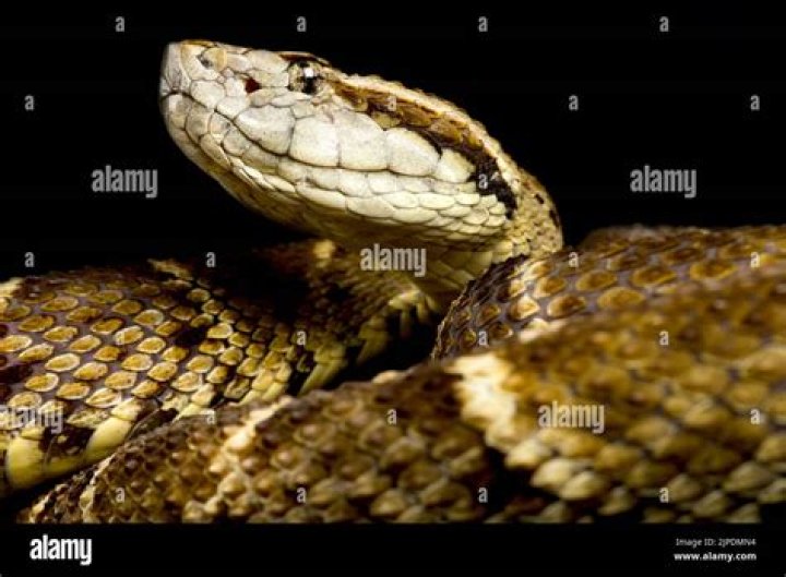 Is the Bothrops atrox endangered?
