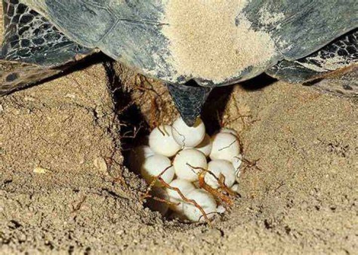 What animals steal turtle eggs?