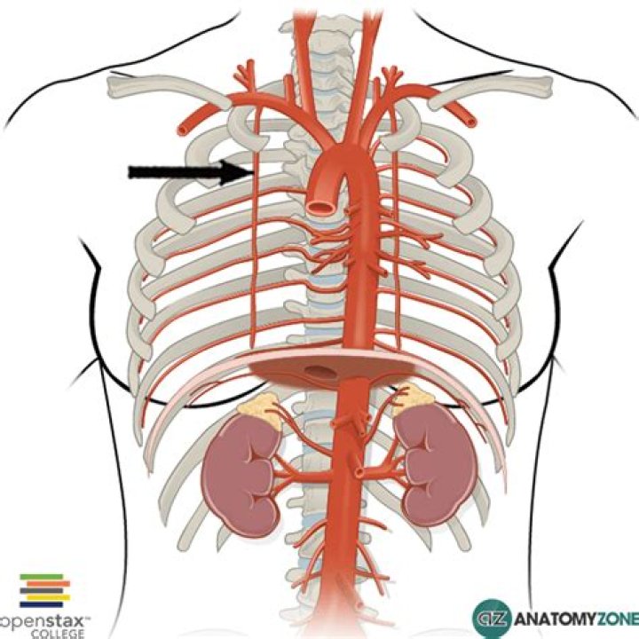 What are internal thoracic vessels?