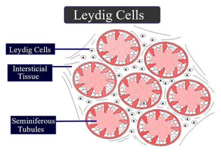 What are Leydig cells mention their function?