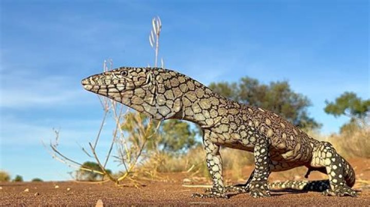 What are marine lizards called?