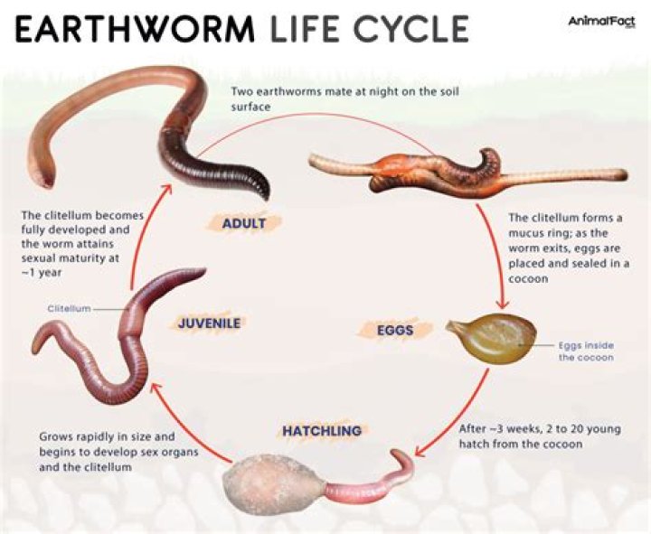 What are predators to earthworms?