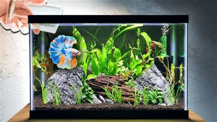 What decorations do betta fish like?
