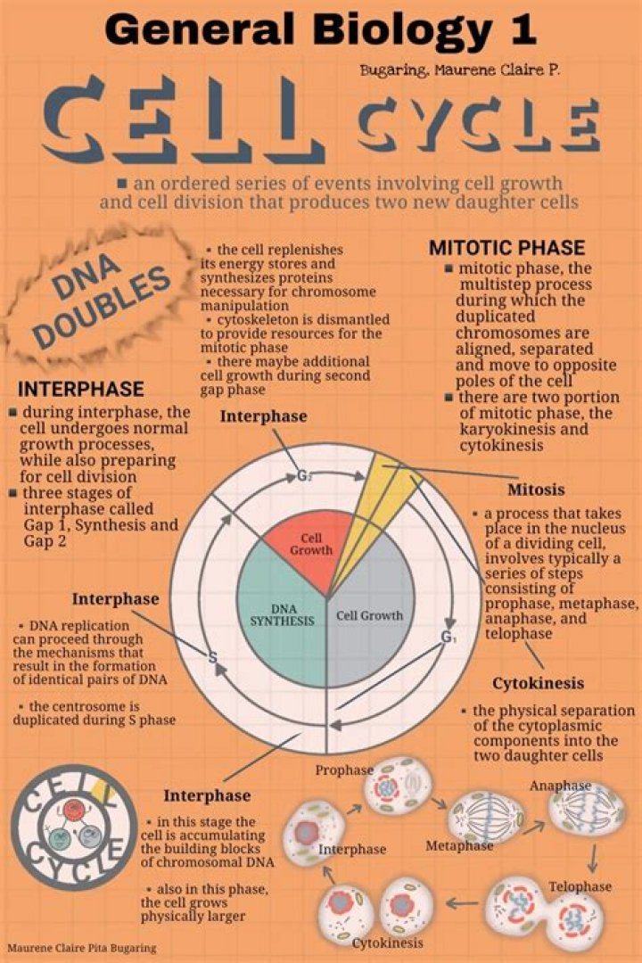 What directs cell processes?