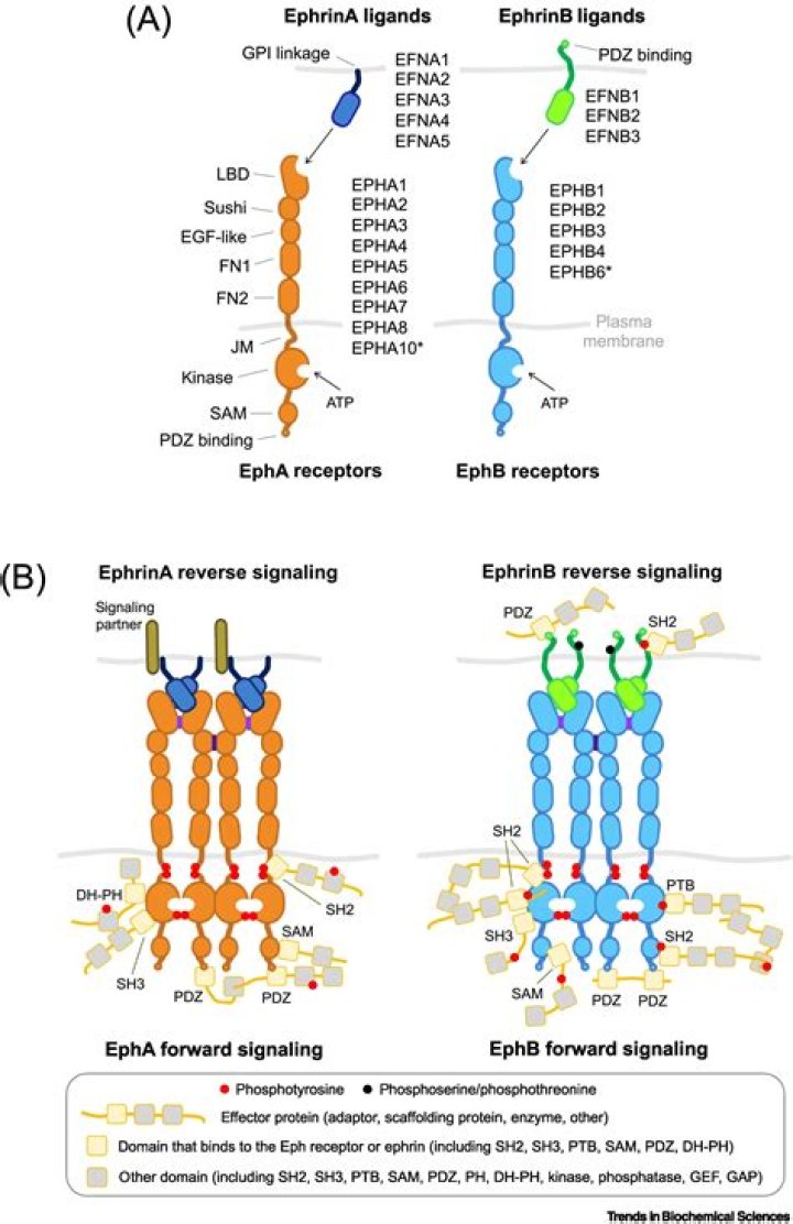 What do Eph receptors do?