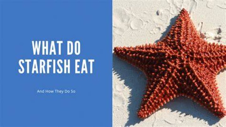 What does a marble starfish eat?