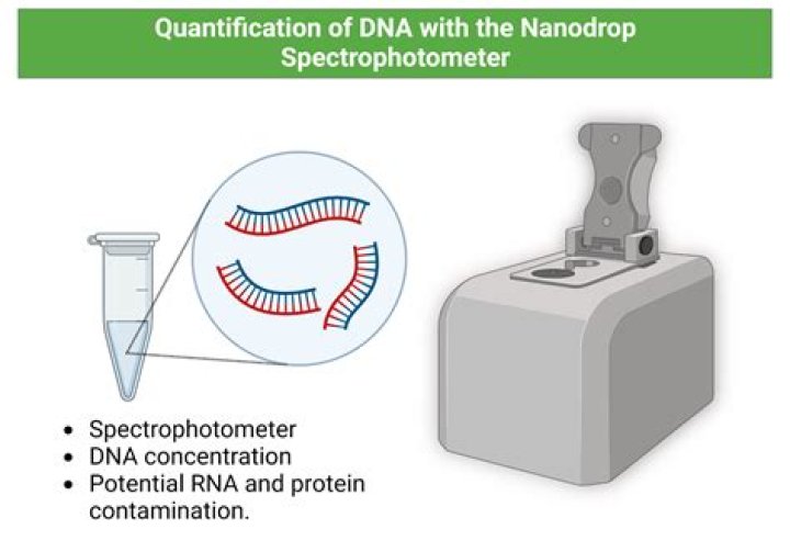 What does a NanoDrop spectrophotometer do?