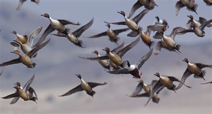 What does Big Flock mean?