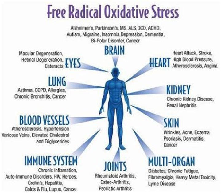 What does oxidative stress mean?