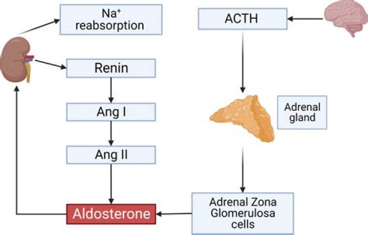 What enzyme makes aldosterone?